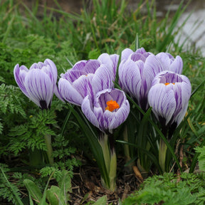 Crocus vernus Pickwick - Crocuses - Fluwel