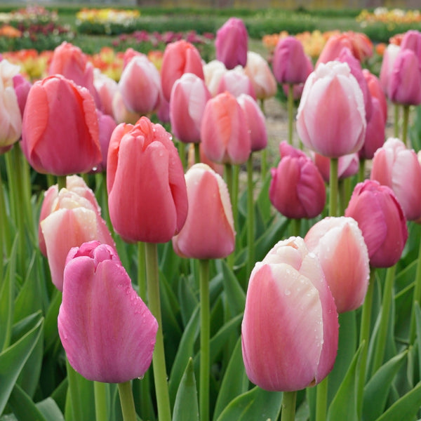 d0dcbb9714921a3e56e832dfe1d5e0