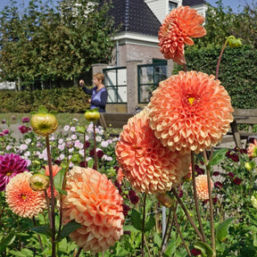 Dahlia Jowey Linda