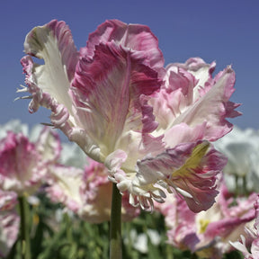 Tulipa Cabanna