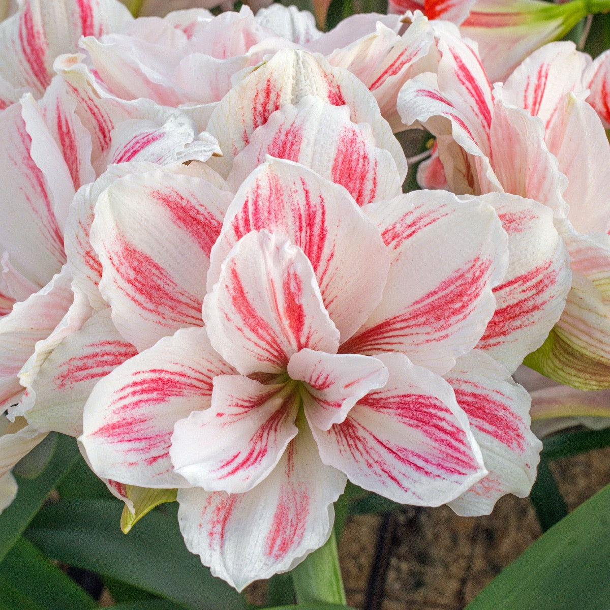 Amaryllis Aquaro