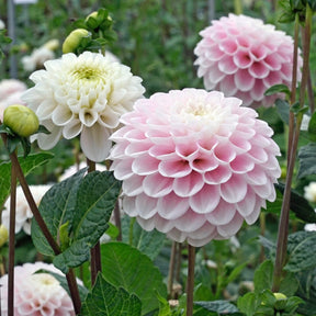 Dahlia Wizard Light