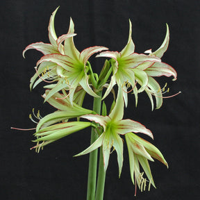 Amaryllis Emerald