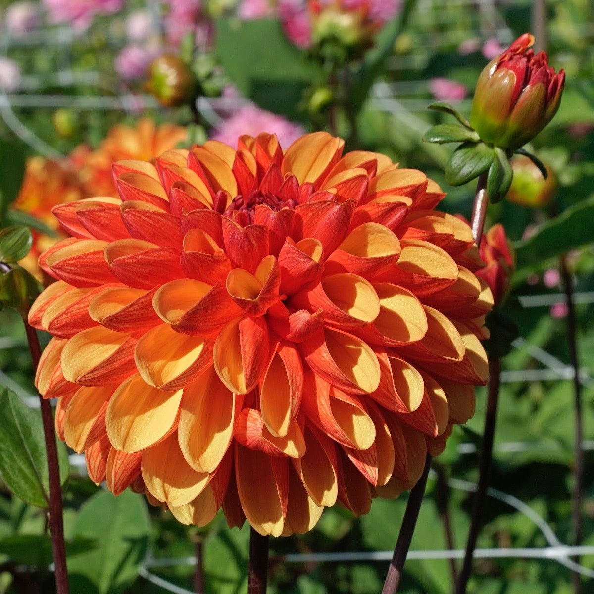 Dahlia American Sunset - meerkleurige dahlia - Fluwel
