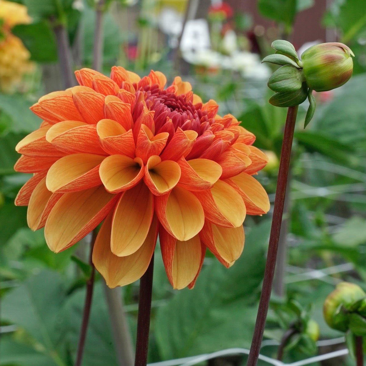 Dahlia American Sunset - meerkleurige dahlia - Fluwel