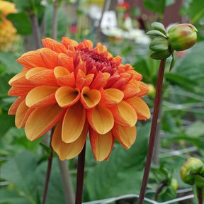 Dahlia American Sunset - Dahlias - Fluwel