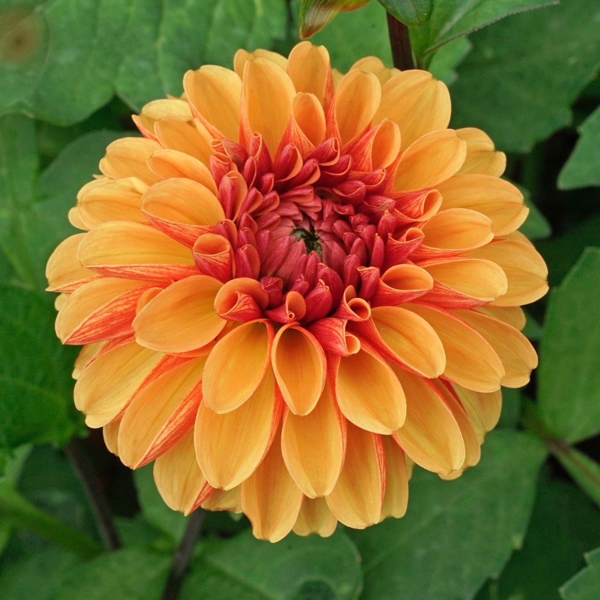 Dahlia American Sunset - meerkleurige dahlia - Fluwel
