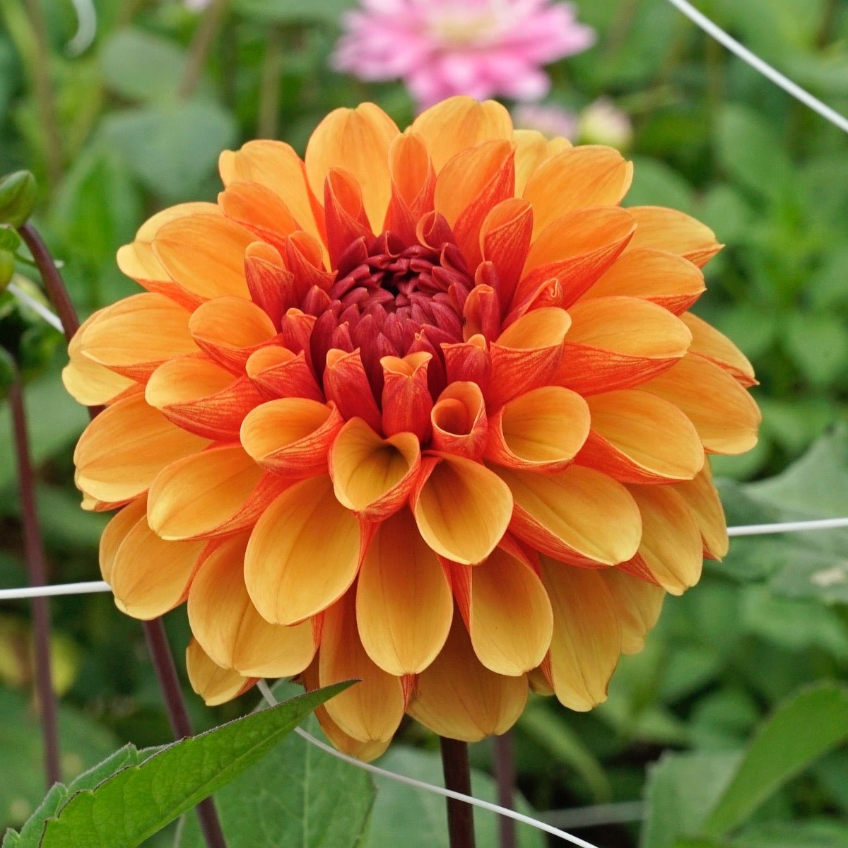 Dahlia American Sunset - meerkleurige dahlia - Fluwel