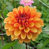 Dahlia American Sunset - Dahlias - Fluwel