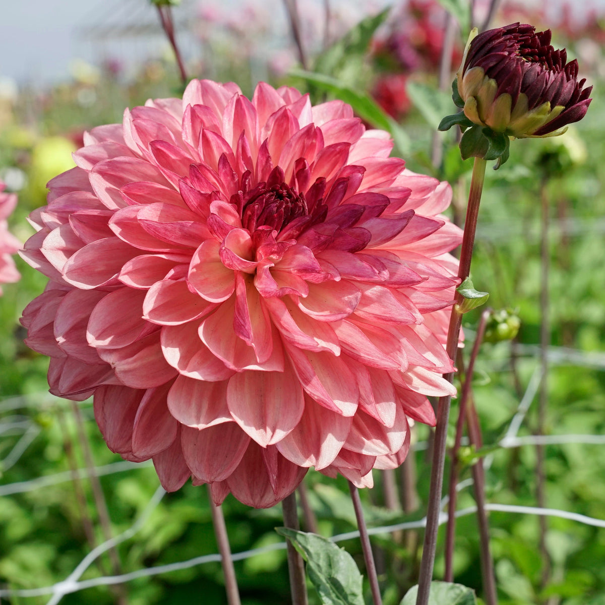 Dahlia Bacardi - meerkleurige dahlia - Fluwel
