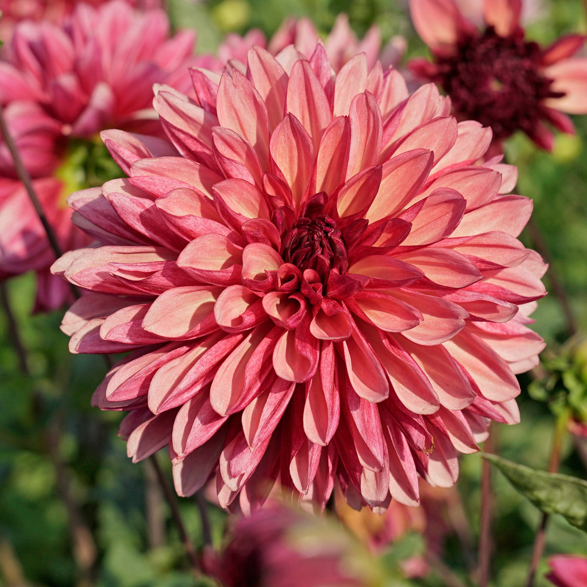 Dahlia Bacardi - meerkleurige dahlia - Fluwel