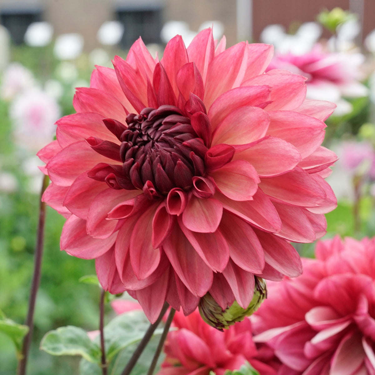 Dahlia Bacardi - meerkleurige dahlia - Fluwel