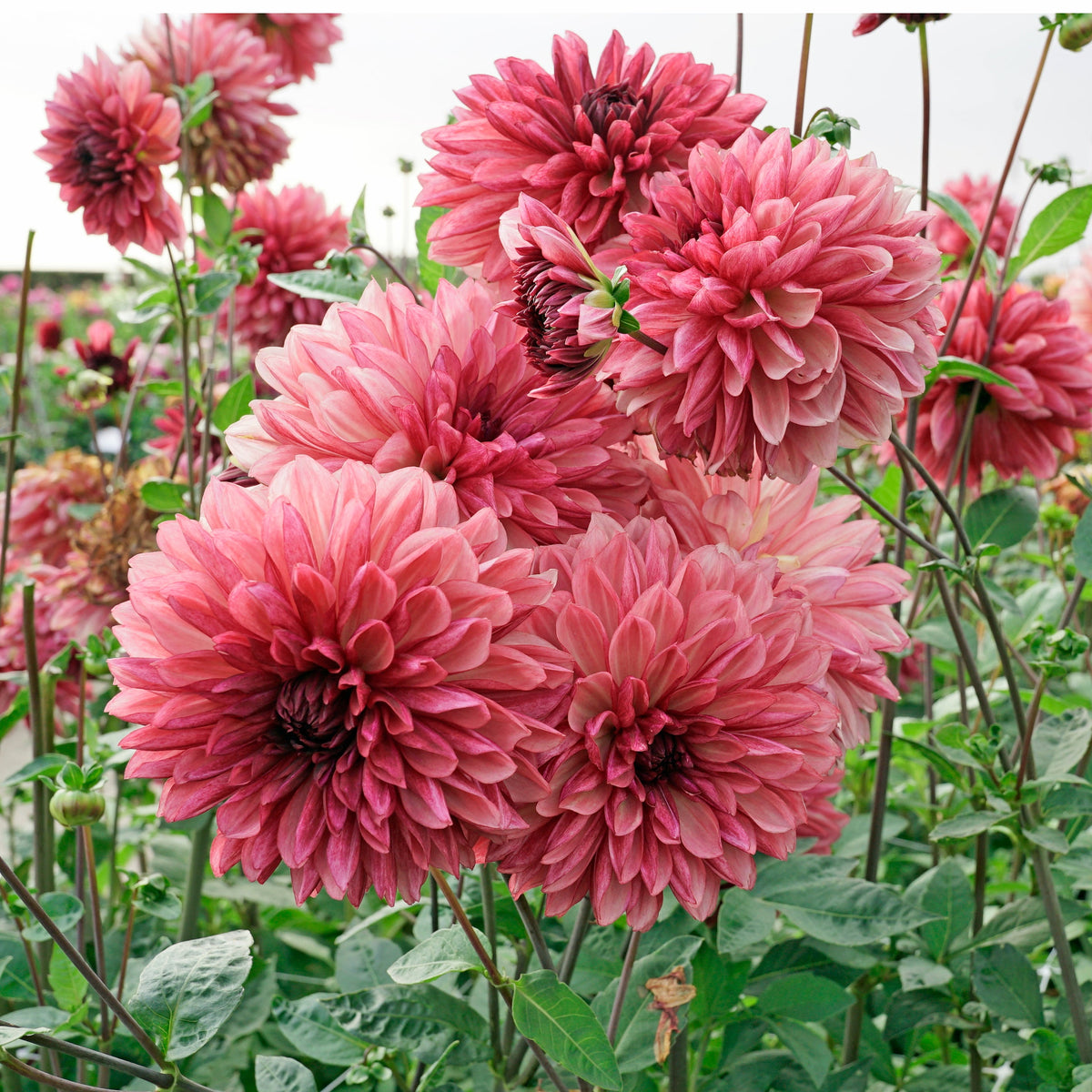 Dahlia Bacardi - meerkleurige dahlia - Fluwel