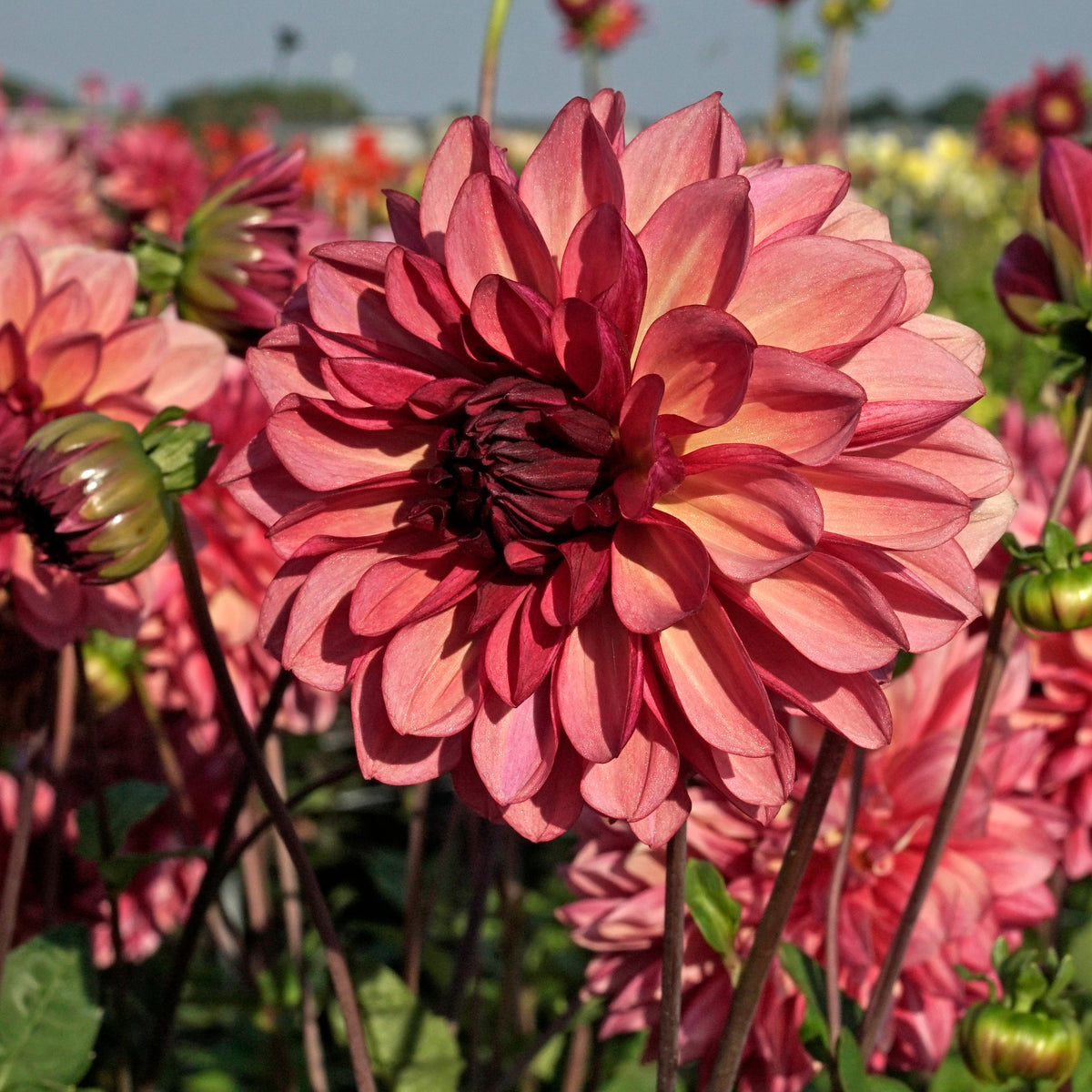 Dahlia Bacardi - meerkleurige dahlia - Fluwel