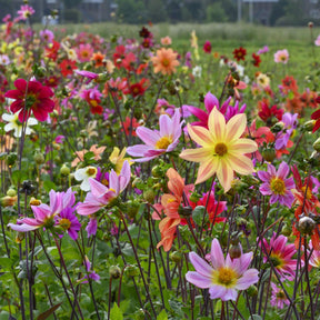 Dahlia Bee Friendly mixture - Dahlias - Fluwel