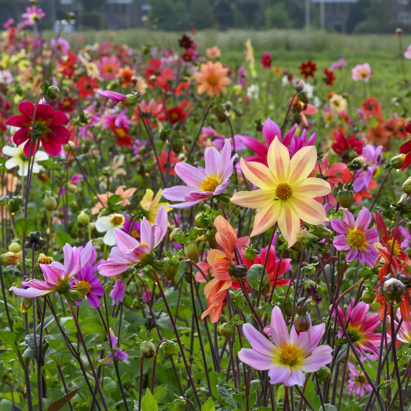 Dahlia