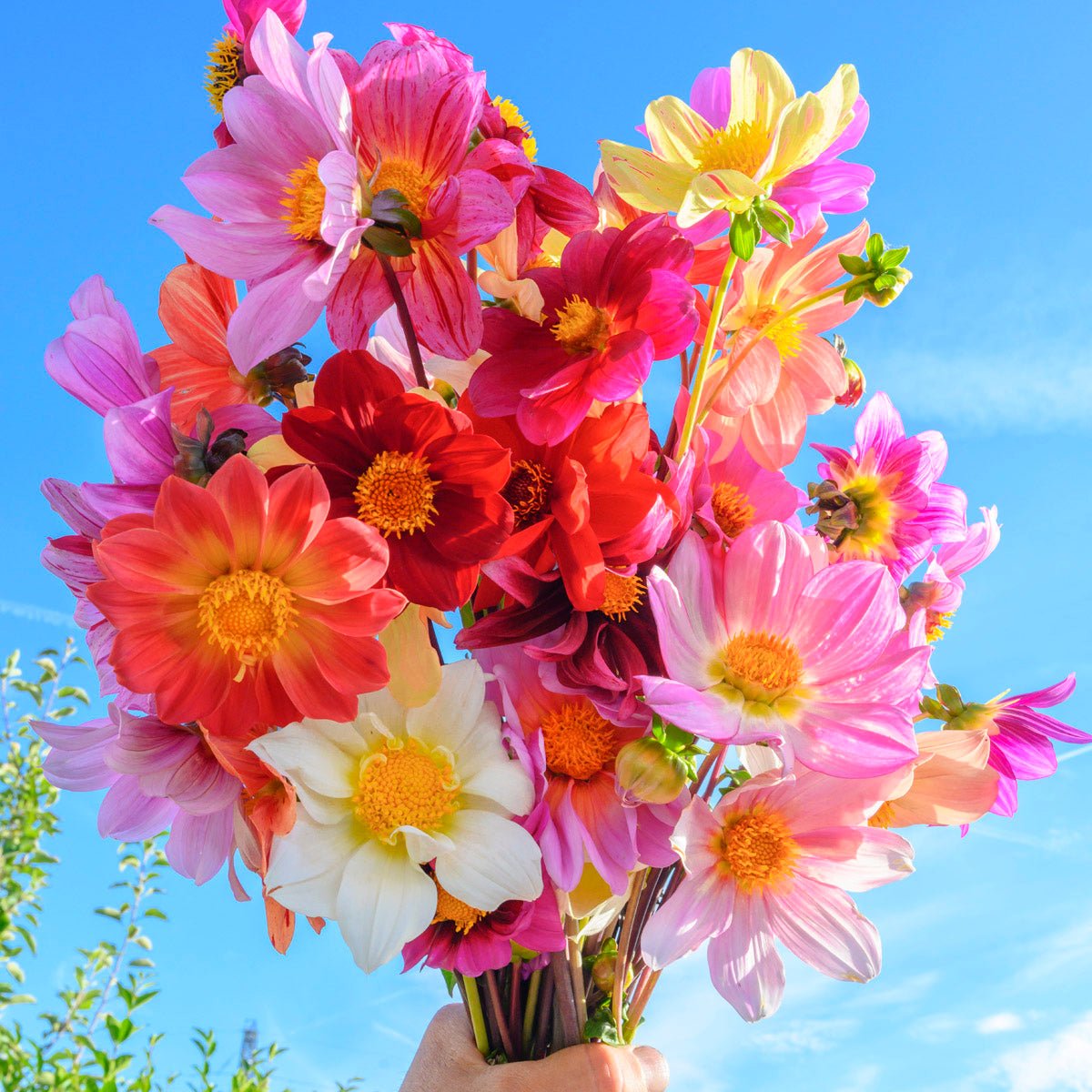 Dahlia Bee Friendly mixture - meerkleurige dahlia - Fluwel