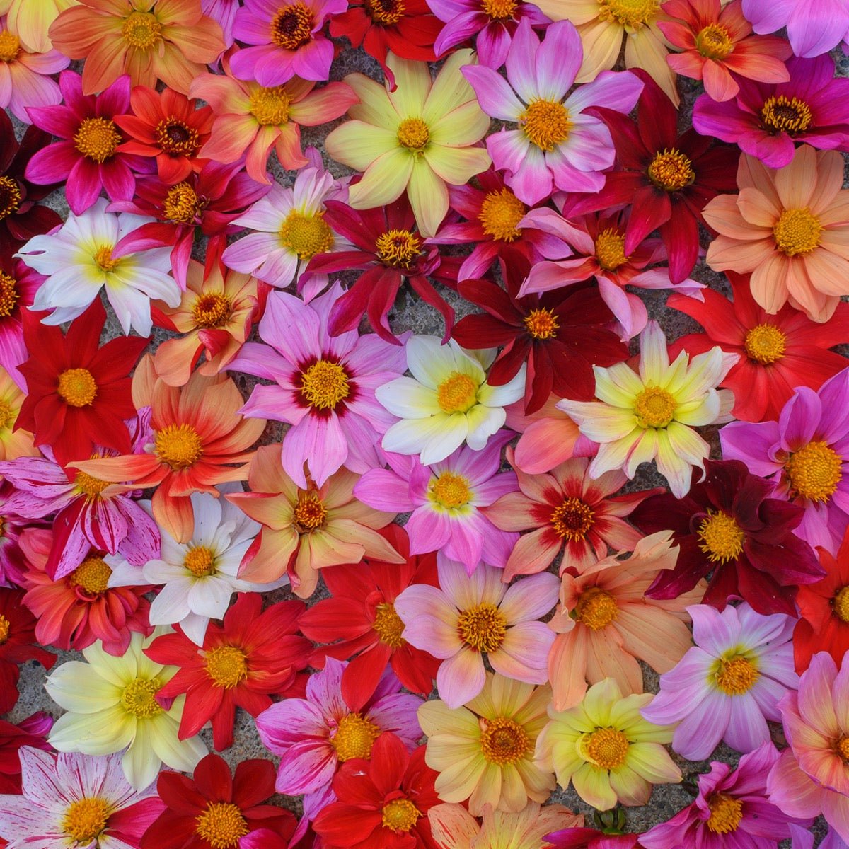 Dahlia Bee Friendly mixture - meerkleurige dahlia - Fluwel
