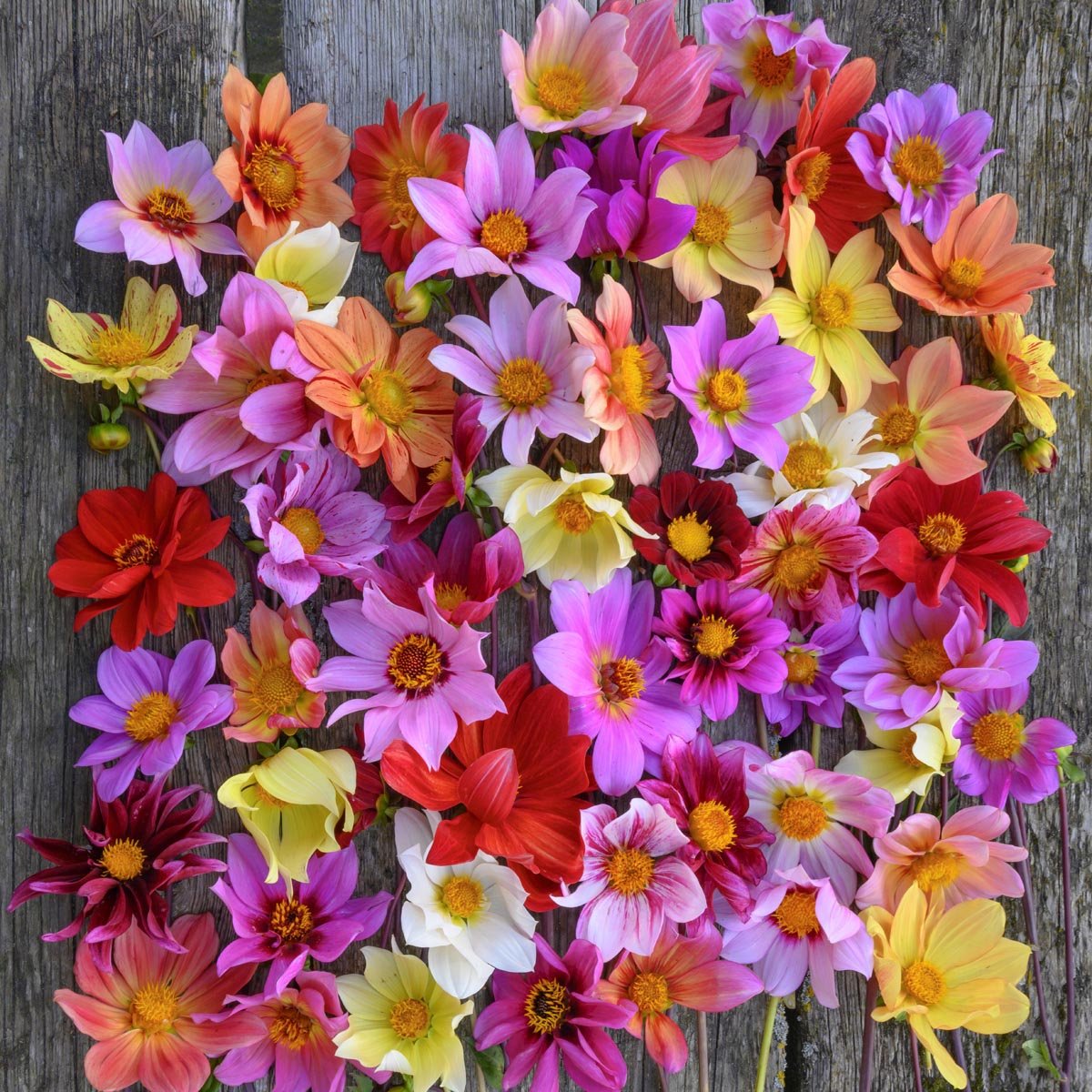 Dahlia Bee Friendly mixture - Dahlias - Fluwel