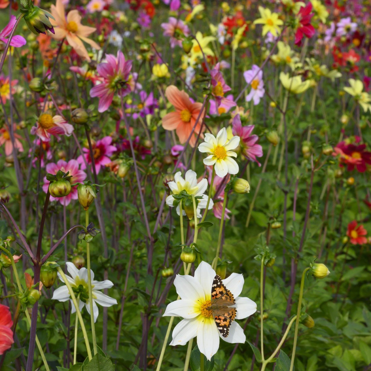 Dahlia Bee Friendly mixture - meerkleurige dahlia - Fluwel