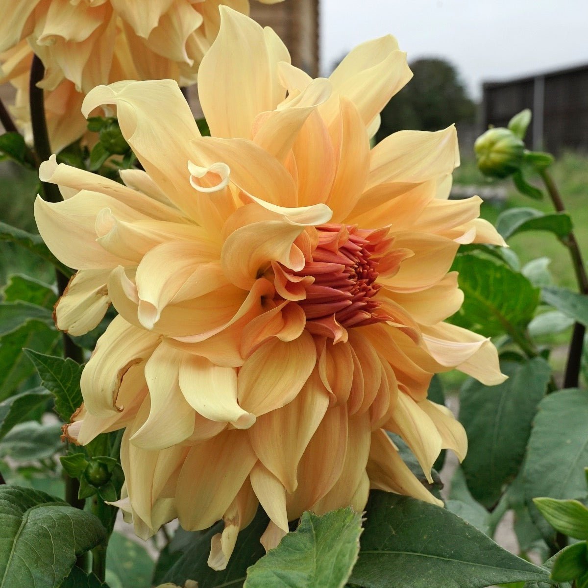 Dahlia Big Brother - oranje dahlia - Fluwel