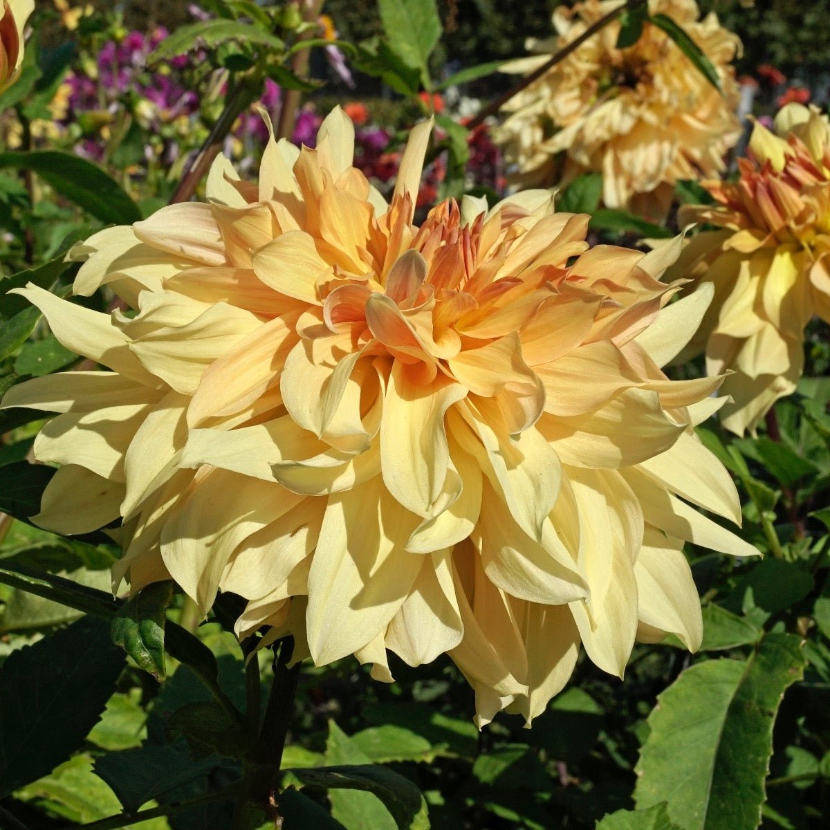 Dahlia Big Brother - oranje dahlia - Fluwel