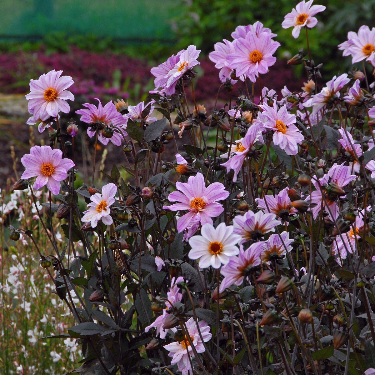 Dahlia Bishop of Leicester - lila dahlia - Fluwel