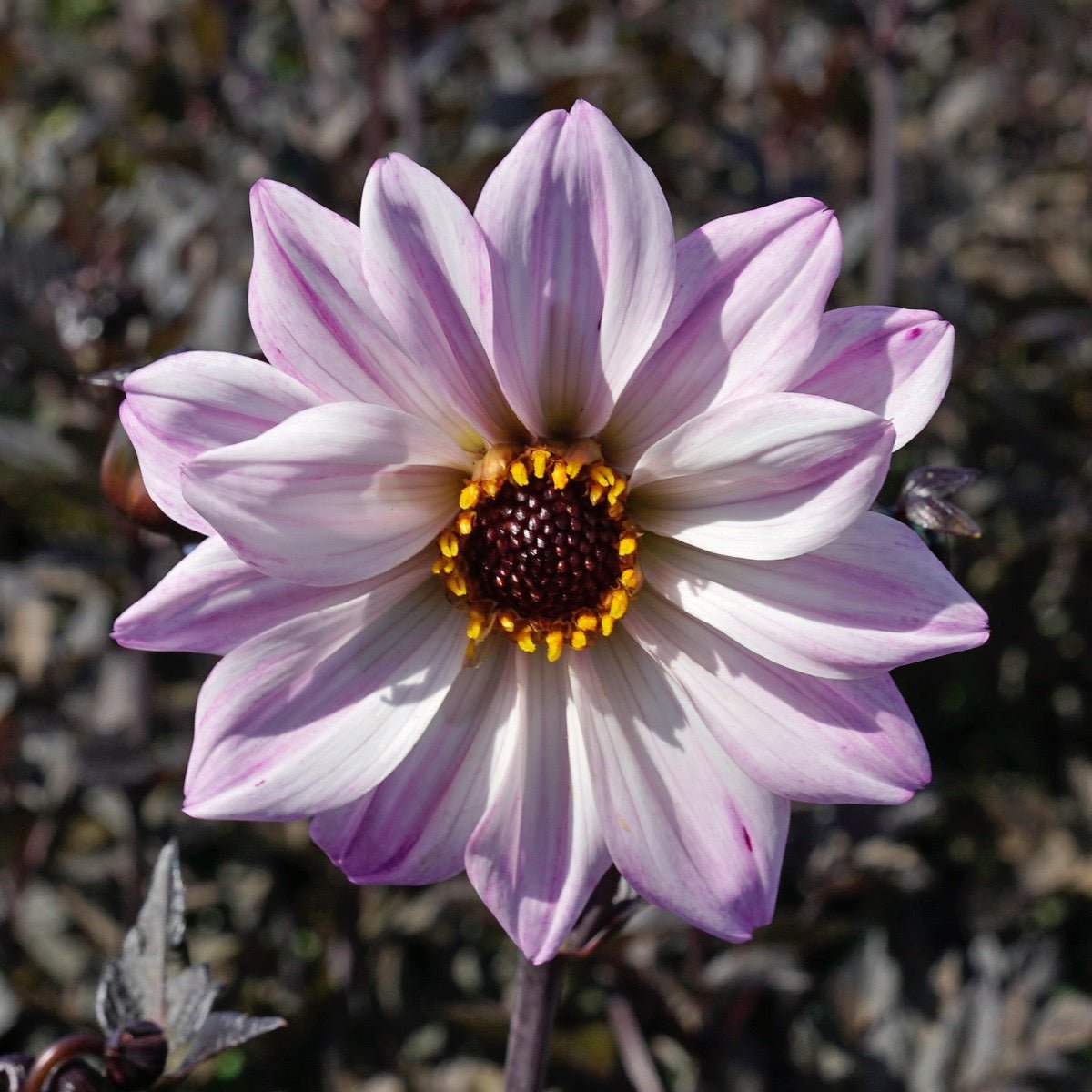Dahlia Bishop of Leicester - lila dahlia - Fluwel
