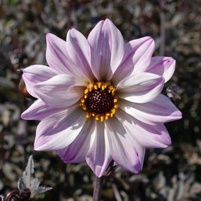 Dahlia Bishop of Leicester - Dahlias - Fluwel