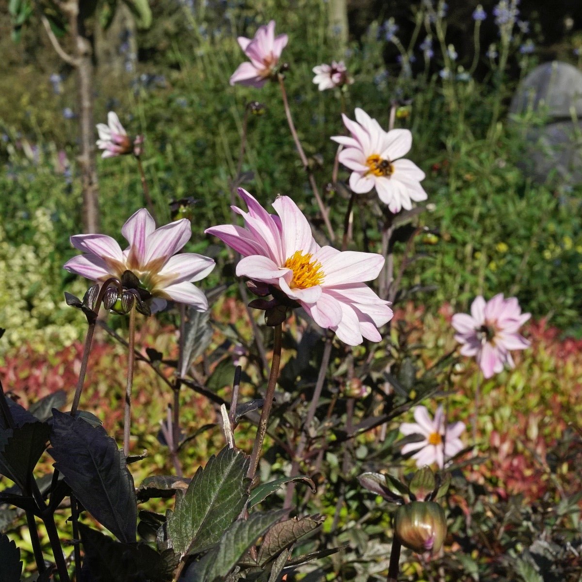Dahlia Bishop of Leicester - lila dahlia - Fluwel
