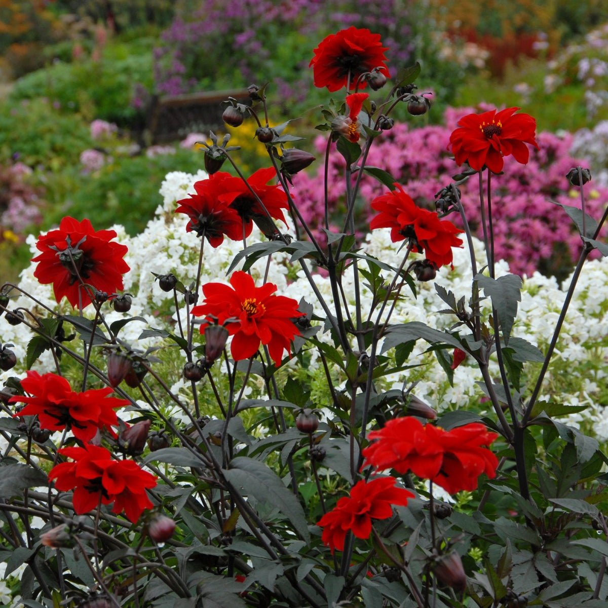 Dahlia Bishop of Llandaff - Dahlias - Fluwel
