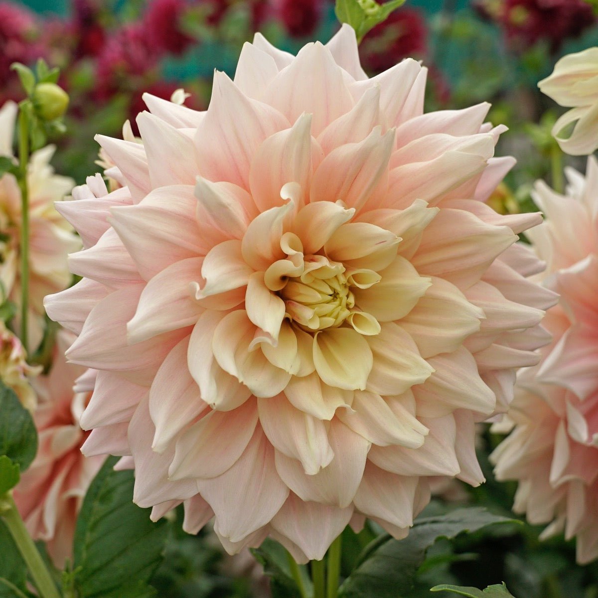 Dahlia Break Out - roze dahlia - Fluwel