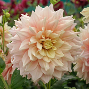 Dahlia Break Out - Dahlias - Fluwel
