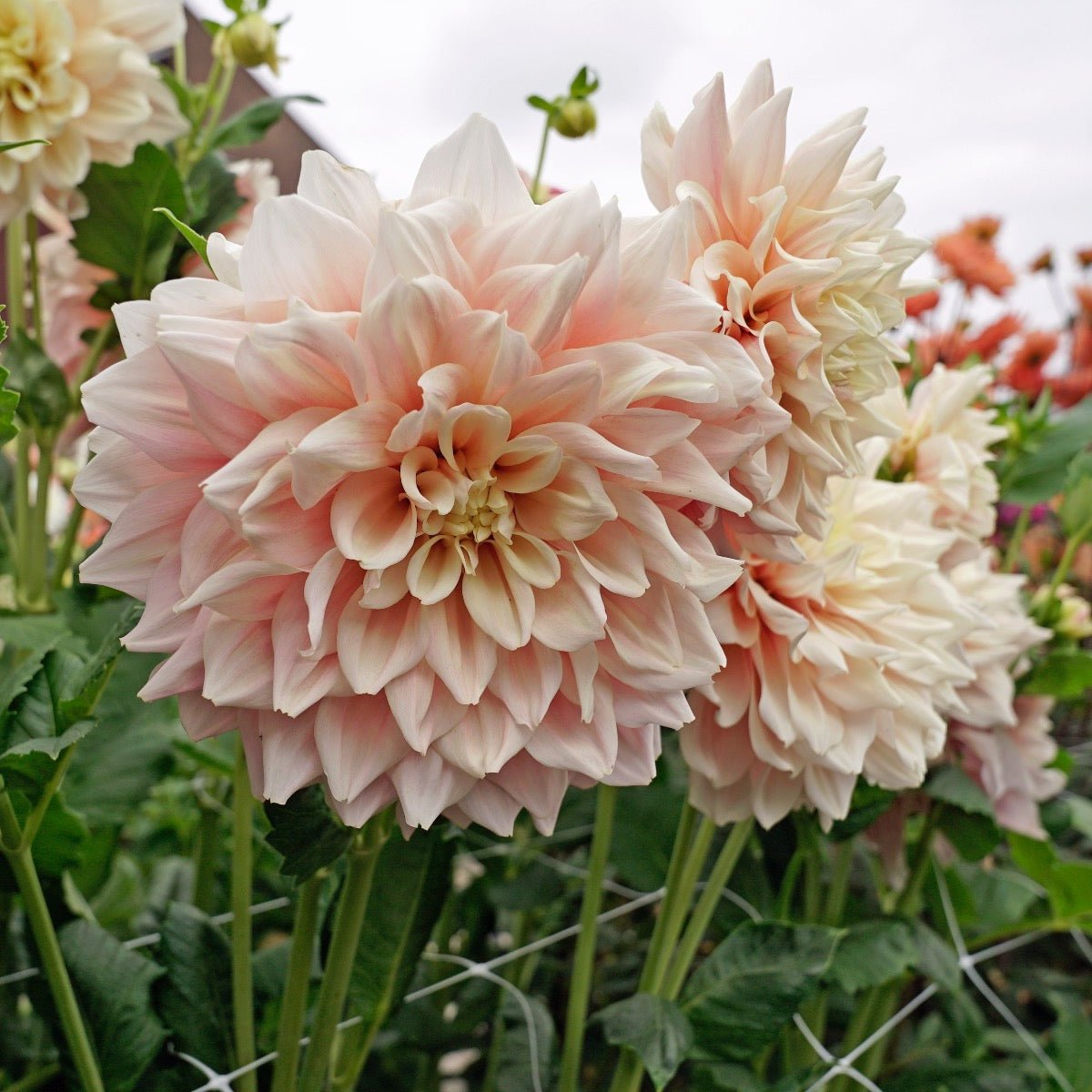 Dahlia Break Out - Dahlias - Fluwel