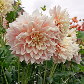 Dahlia Break Out - Dahlias - Fluwel