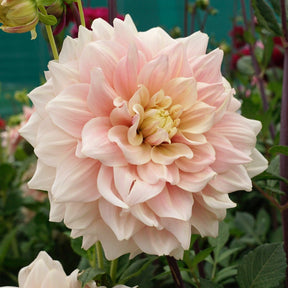 Dahlia Break Out - Dahlias - Fluwel