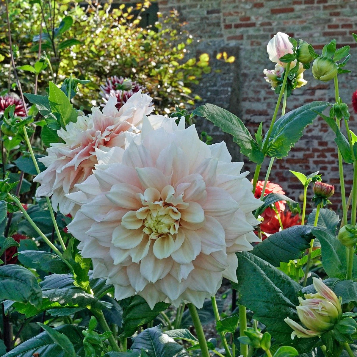 Dahlia Break Out - roze dahlia - Fluwel