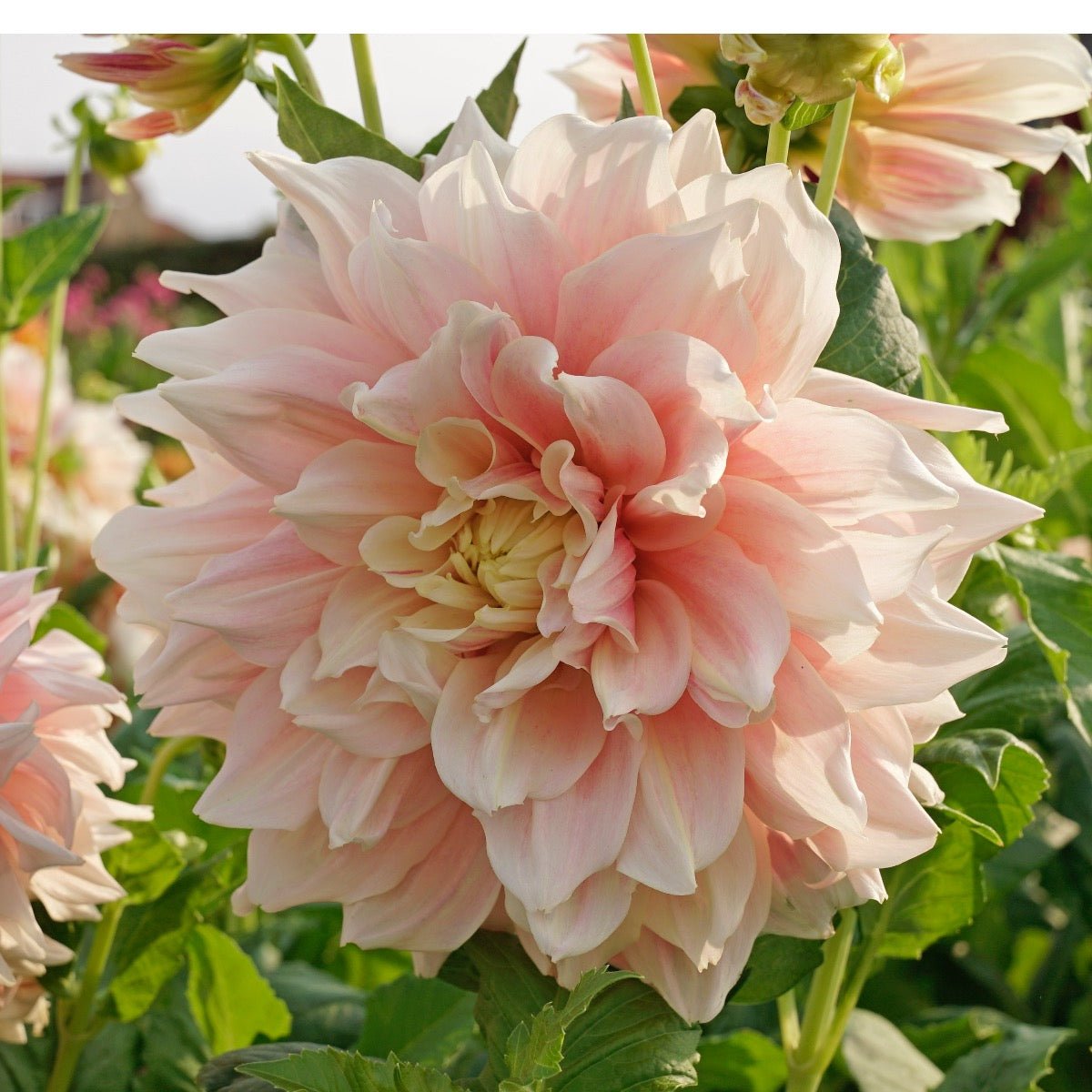 Dahlia Break Out - roze dahlia - Fluwel