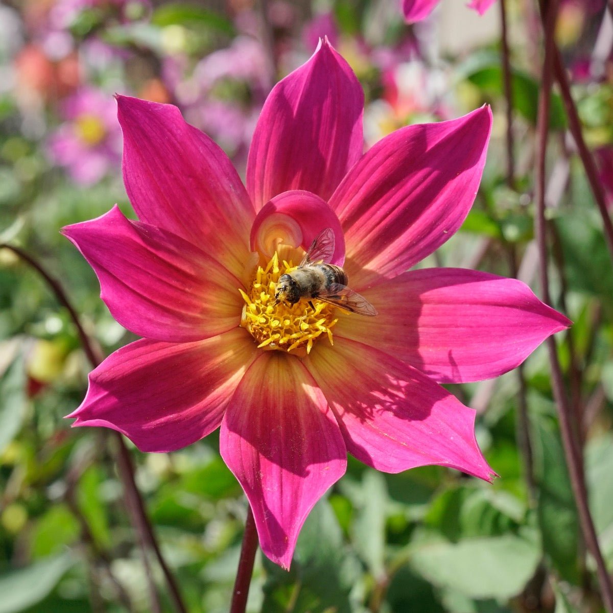 Dahlia Bright Eyes - Dahlias - Fluwel