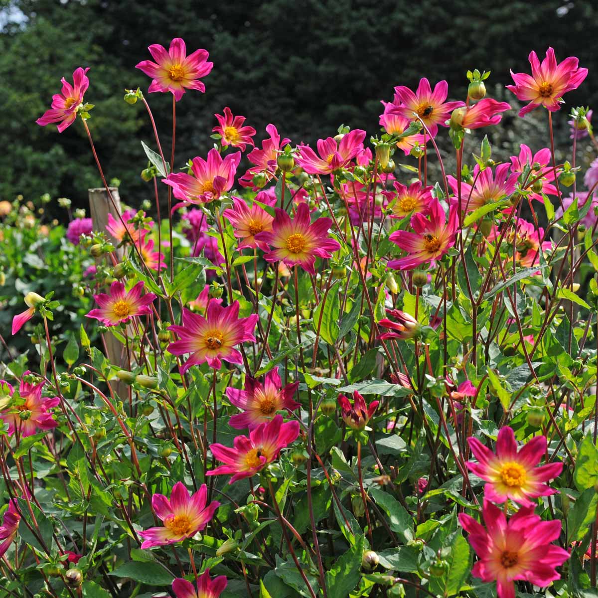 Dahlia Bright Eyes - paarse dahlia - Fluwel