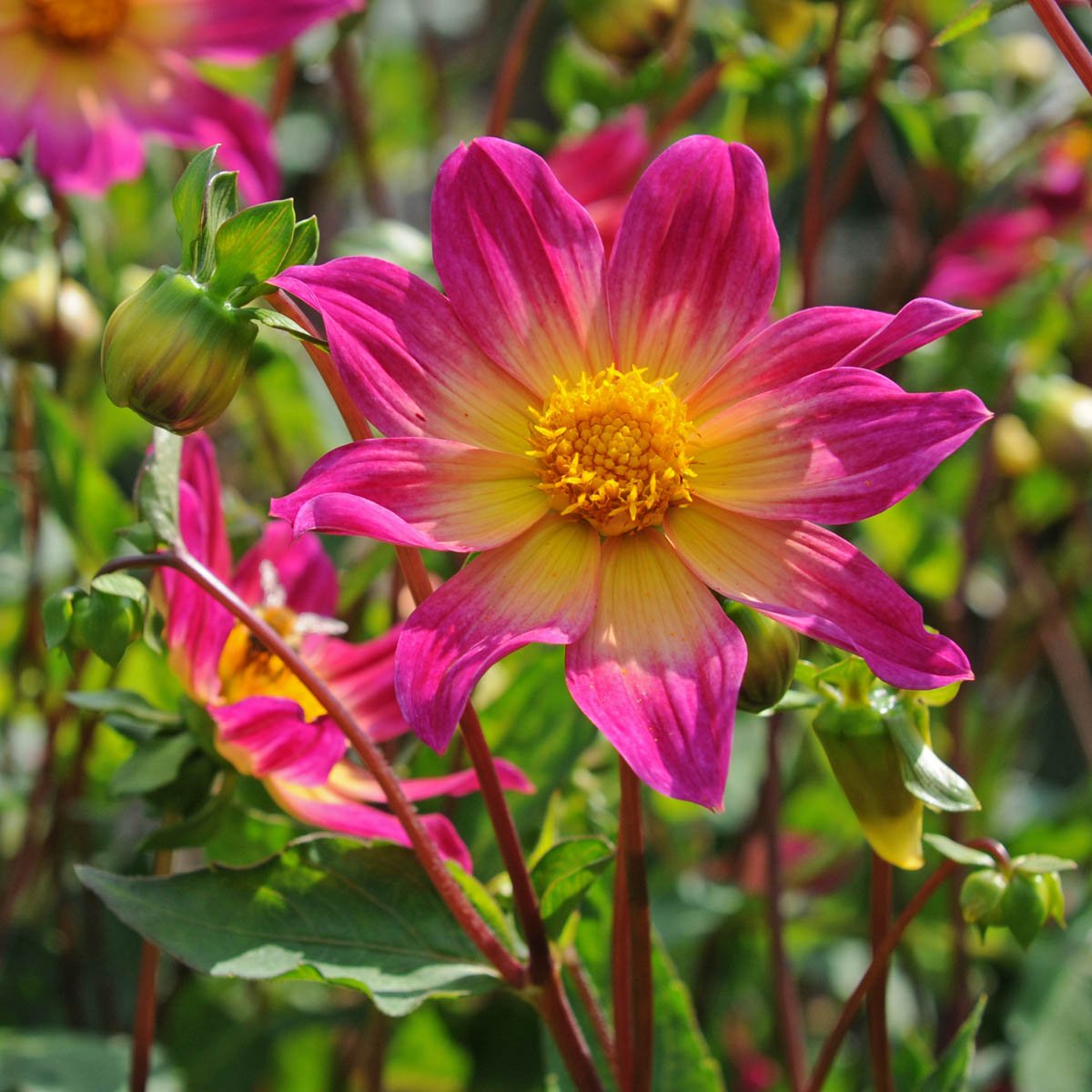 Dahlia Bright Eyes - Dahlias - Fluwel