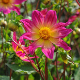 Dahlia Bright Eyes - Dahlias - Fluwel