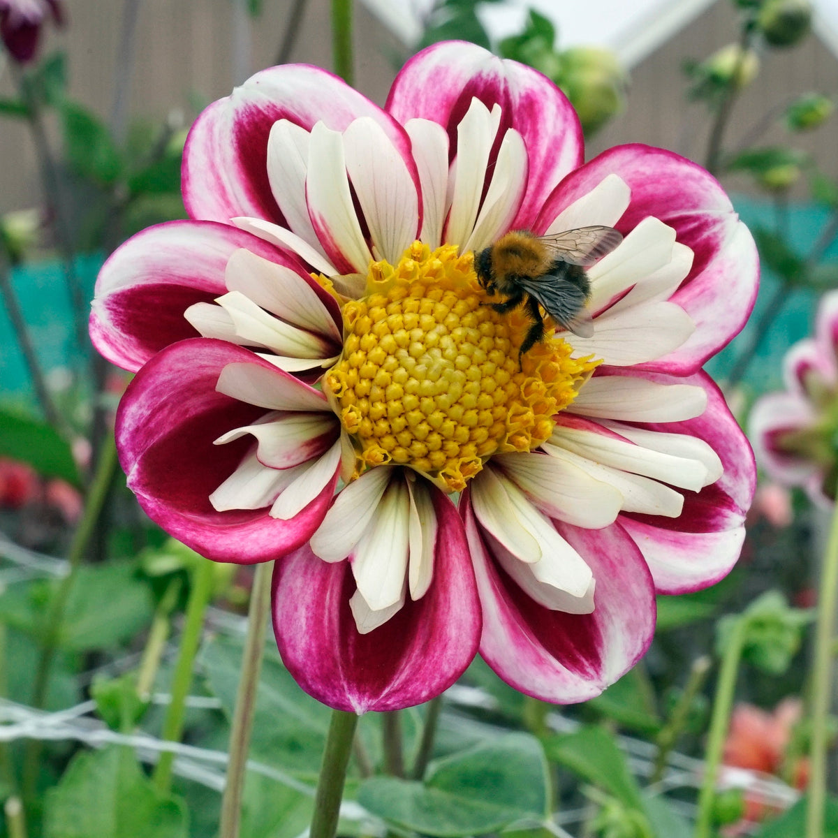 Dahlia Bumble Rumble - Dahlias - Fluwel