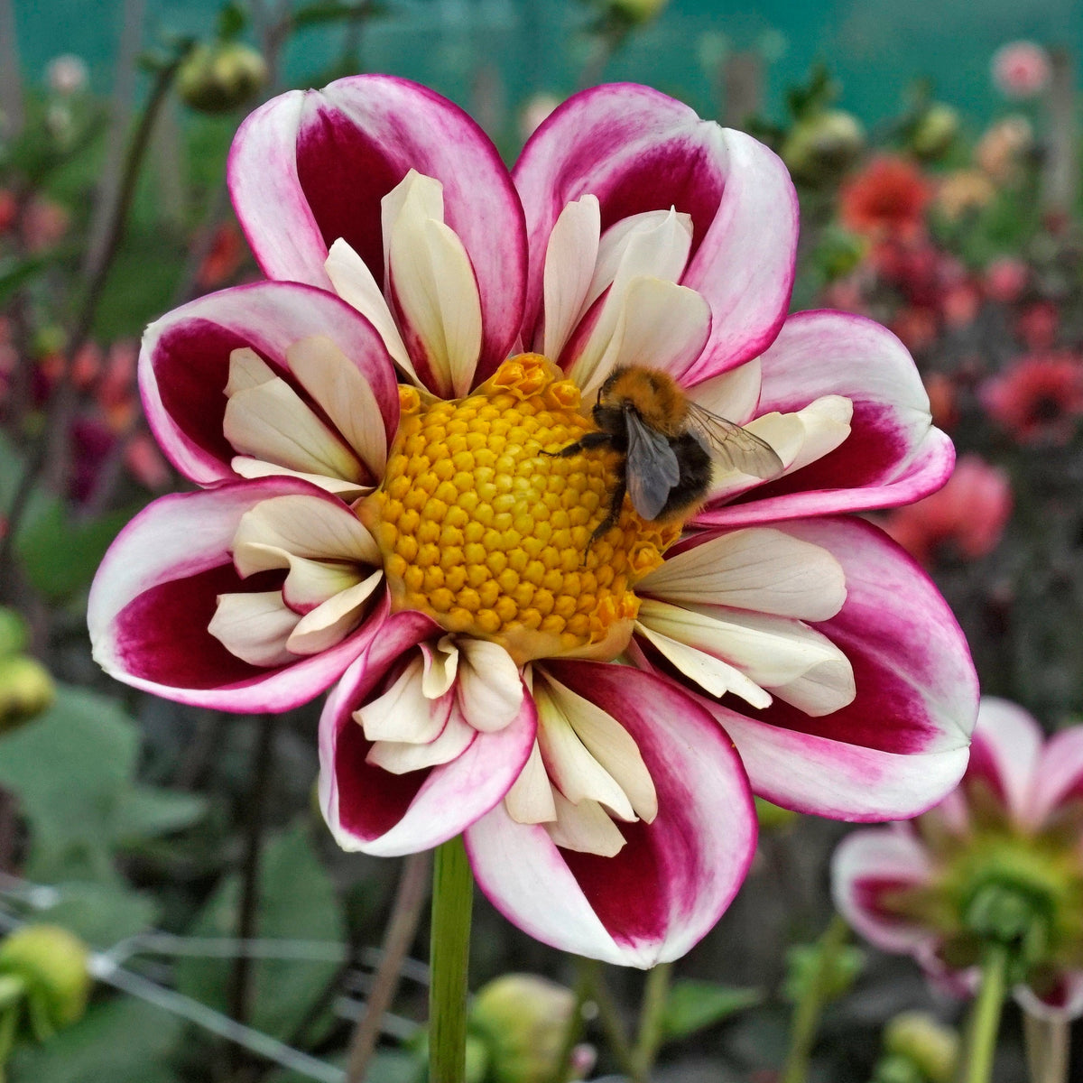 Dahlia Bumble Rumble - meerkleurige dahlia - Fluwel