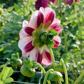Dahlia Bumble Rumble - Dahlias - Fluwel