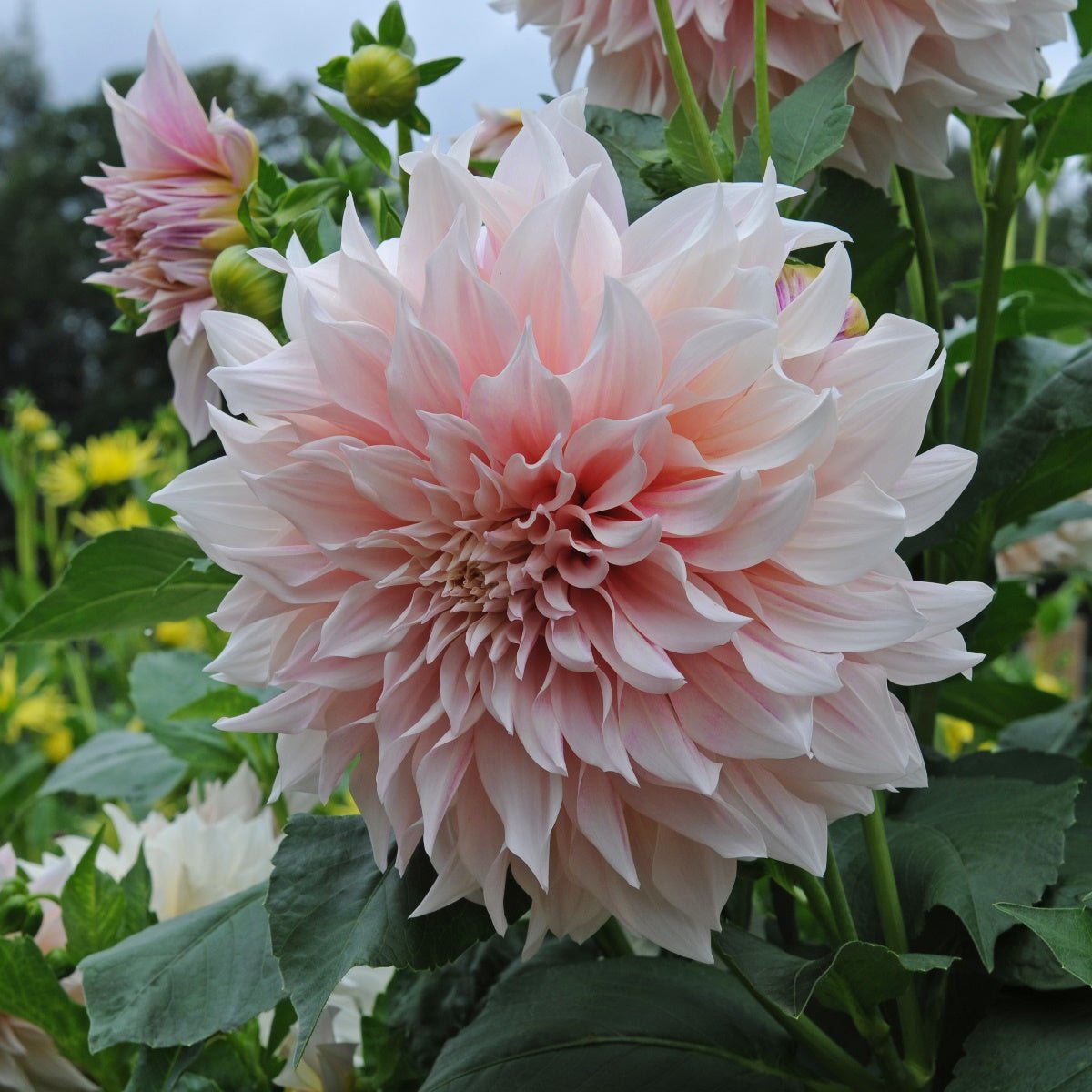 Dahlia Café au Lait - roze dahlia - Fluwel