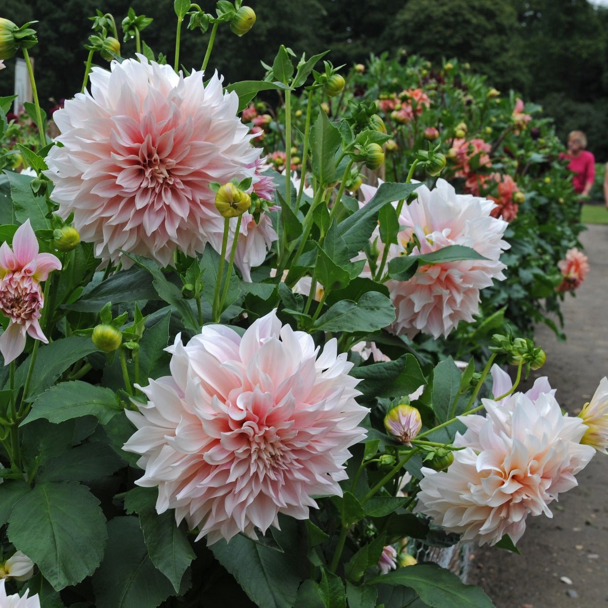 Dahlia Café au Lait - roze dahlia - Fluwel
