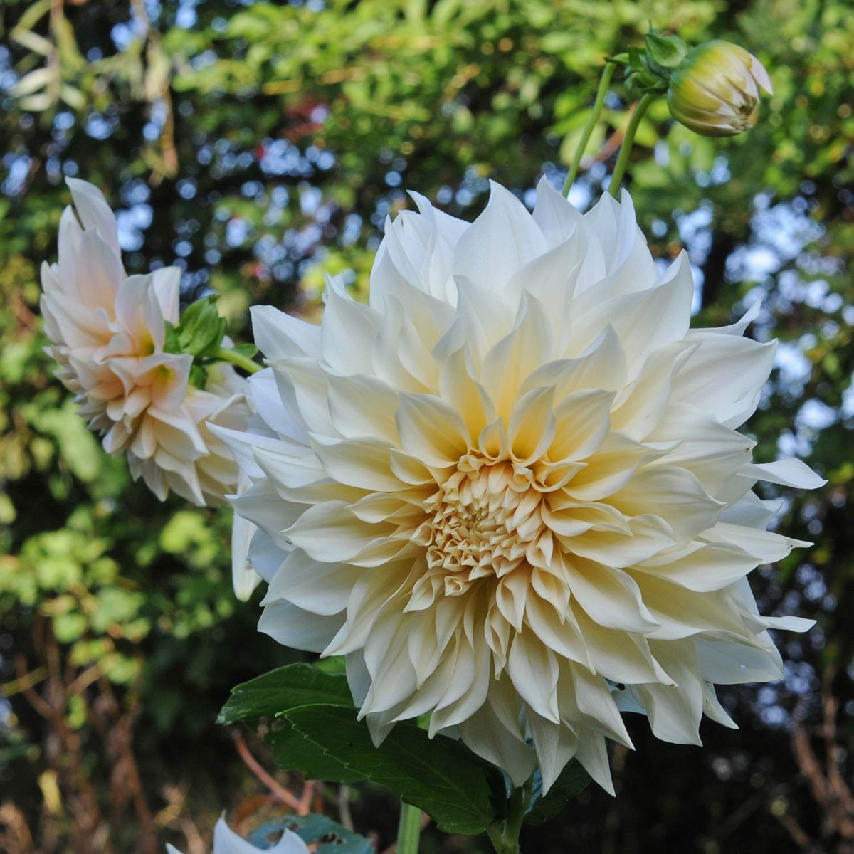 Dahlia Café au Lait - roze dahlia - Fluwel