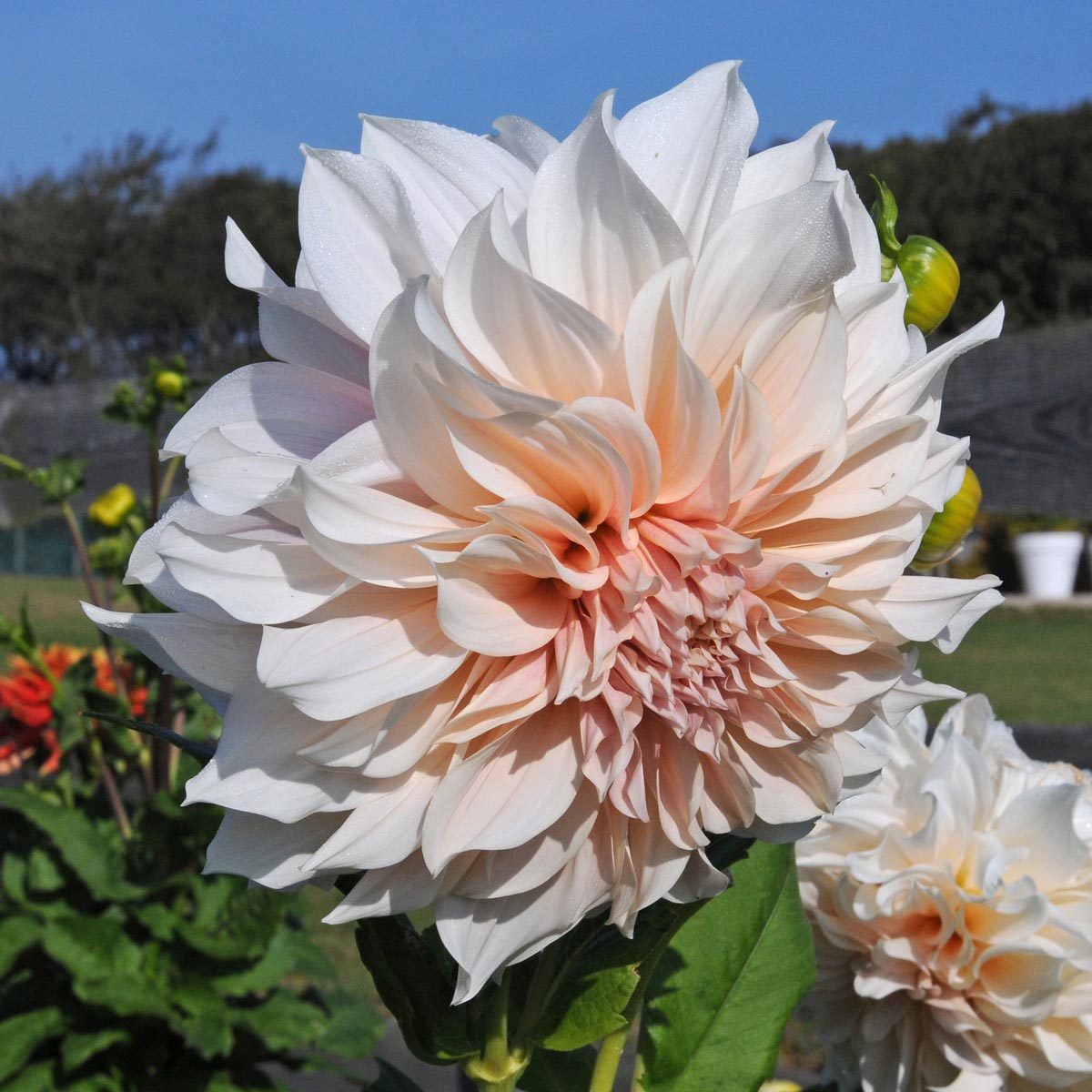 Dahlia Café au Lait - roze dahlia - Fluwel