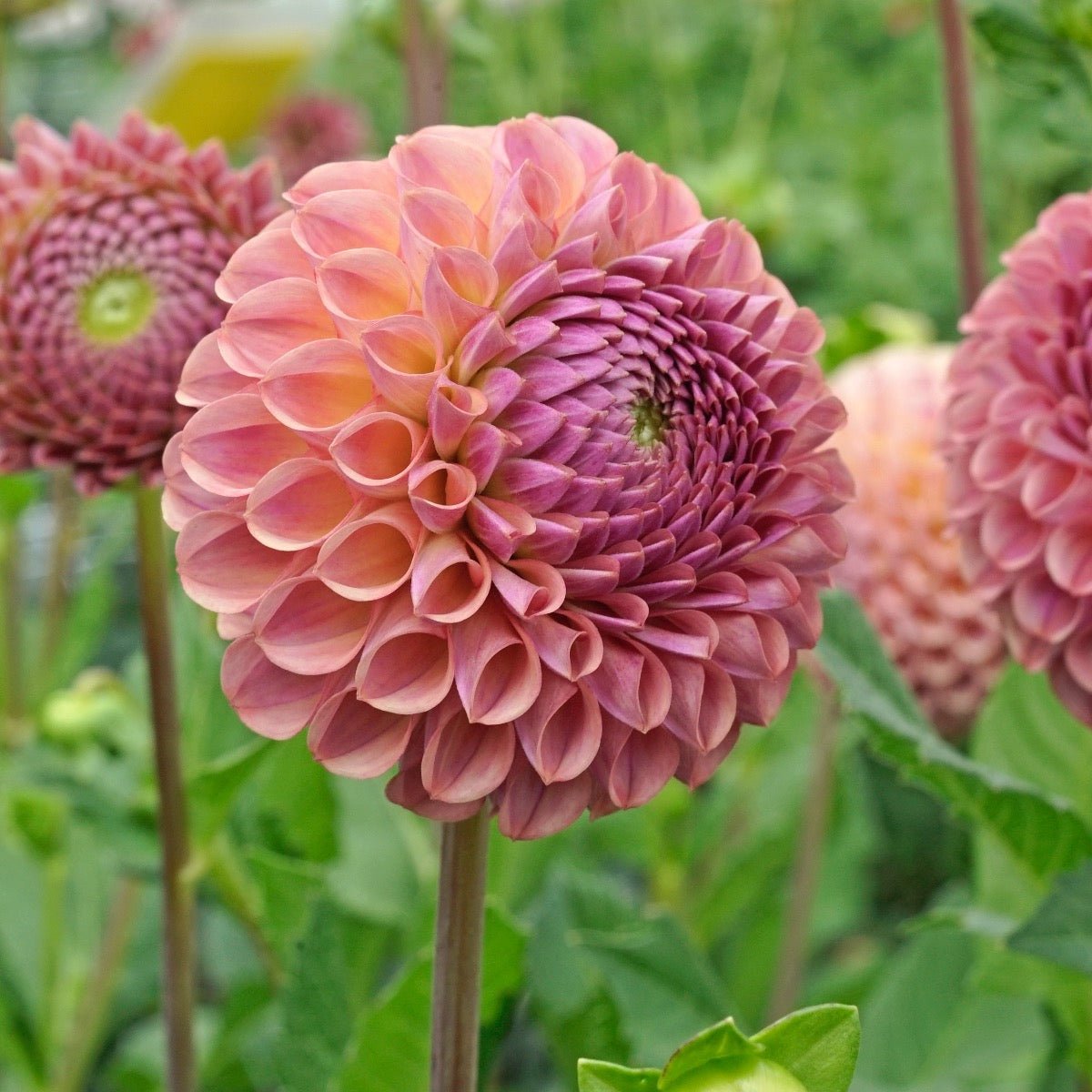 Dahlia Caitlin's Joy - roze dahlia - Fluwel